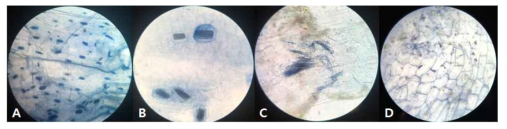 Optical microscope results of Umbelopsis-inoculated orchid rhizome