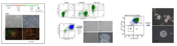 역분화 만능줄기세포부터 한정내배엽세포로의 분화 유도 및 CXCR4&CD117로 분획된 세포로부터 내배엽 전구세포주로의 확립 및 세포모양 확인