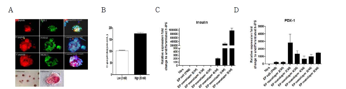 내배엽전구세포주로부터 인슐린분비세포로의 분화