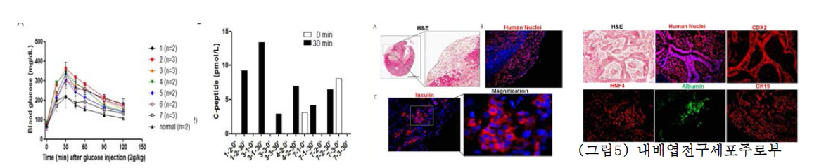 췌장전구세포 또는 인슐린분비세포로 분화유도된 세포을 정상마우스 신장이식 -90일째 기능검사 실시(A: 당부하검사, B; 마우스 혈액에서의 C-peptide 측정)