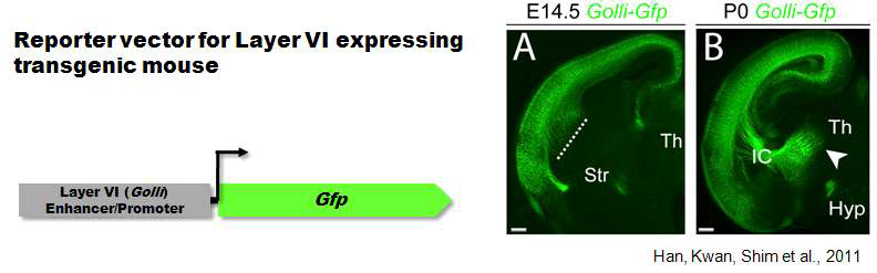 대뇌 신피질 Layer IV 특이적 발현을 보이는 Golli enhancer/promoter