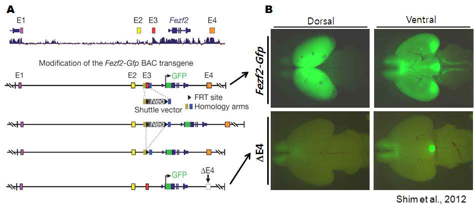 Fezf2의 대뇌 신피질 Layer V 특이적 발현을 조절하는 E4 enhancer의 동정