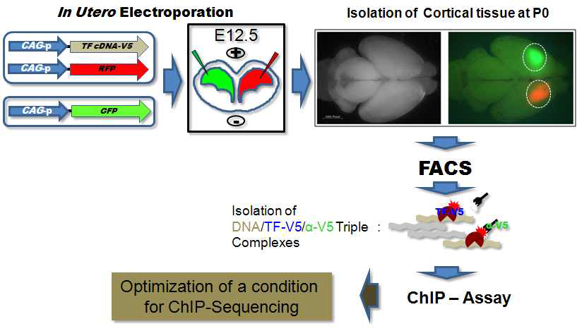 FACS 기술 기반 ChIP-Sequencing 최적화를 위한 기초 연구전략