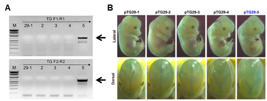 A. Genomic-PCR을 활용한 Trangenic Positive screening. B. X-Gal 염색법을 활용한 Developing mouse embryo에서의 Enhancer activity 확인