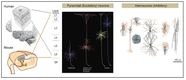 인간과 생쥐 대뇌 신피질의 대표적인 신경세포 유형들