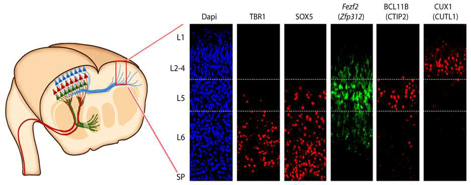 생쥐의 신피질에서 전사조절인자들의 Layer-specific 발현패턴