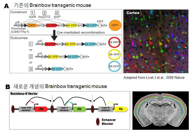 기존 Brainbow transgenic mouse와 본 과제에서 제시하는 새로운 개념인 Brainbow transgenic mouse의 비교