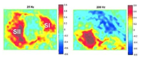 서로 다른 주파수(25Hz, 200Hz)의 vibrotactile 자극에 대한 S1과 S2의 활성화 (optical imaging)