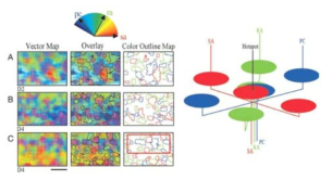 압력(SA), flutter(RA) 및 vibration(PC) 자극에 대한 modality specific cortical responses (optical imaging)