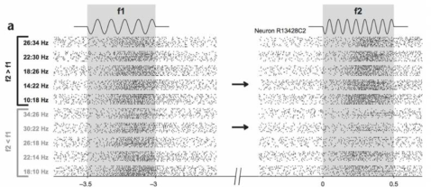 두 가지 진동 자극(f1, f2)에 대해 다르게 firing하는 somatosensory neuron의 모습