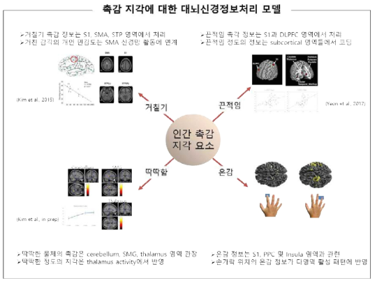 촉감지각에 대한 대뇌신경정보처리 모델