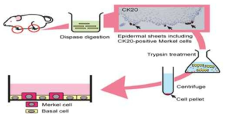 Merkel cell isolation in SD Rat Foot-pad