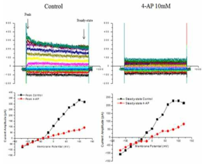 Merkel cell의 4-AP-sensitive potassium channel