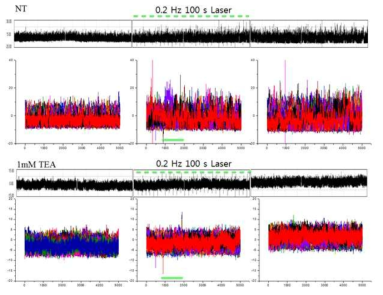 KCa 이온채널 Blocker (TEA) 처리 후 laser 자극으로 인한 활성화전류 사라짐