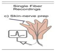 single fiber recording 방법의 모식도