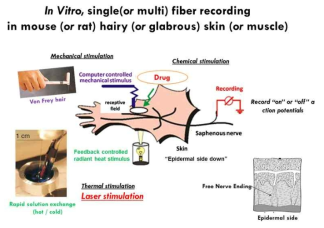 피부-신경보존조직에서 촉각신경의 활동도 관측