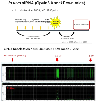 감각 신경절에 존재하는 빛 감지 단백질 opsin3와 레이저 유발 신경활동도