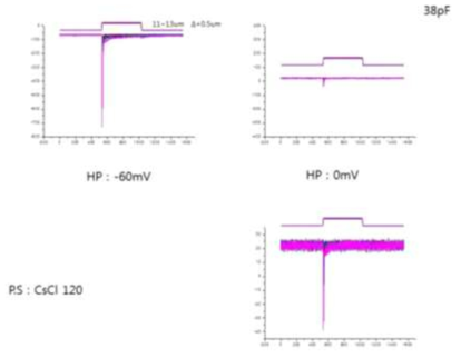 Holding potential -60, 0mV에서 indentation 후 내향성 전류 기록