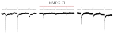 Inendtation 후 나온 내향성 전류가 NMDG-Cl 로 치환 후 사라지는 것을 확인