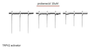 TRPV2 activator에 의해 내항성 전류의 변화가 없음