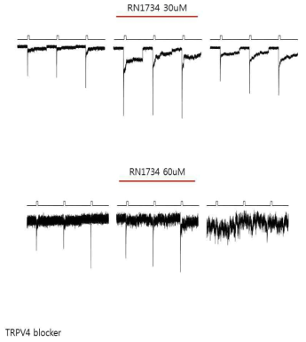 TRPV4 blocker로 내향성 전류가 막히지 않음을 확인