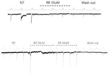 고농도의 RR에서 indentation에 의한 내향성 전류가 억제됨