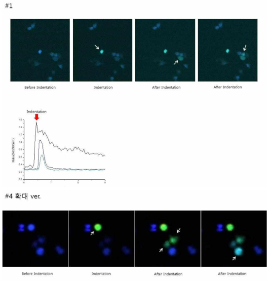 Merkel cell에서 indentation 후 세포내 칼슘변화 관찰-세포내 칼슘이 증가하는 것을 확인 할 수 있었으며 또한 주변세포에서도 시간 의존적으로 칼슘이 증가되는 것을 확인할수 있었음