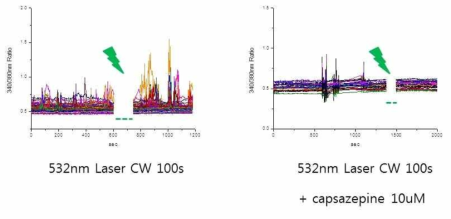 장시간 레이저에 의한 세포내 칼슘농도가 증가되며, Capsazepine (TRPV1)에 의해서 레이저에 의한 세포내 칼슘 농도 증가가 억제됨