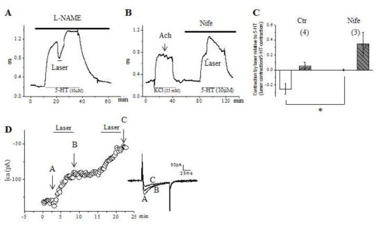 전압 의존성 칼슘 통로 억제제에 의해 레이저에 의한 이완 효과가 사라지며, Patch-clamp 실험에서 레이저에 의한 이온 전류가 감소하는 것이 보임.