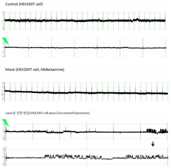 HEK293T세포에 piezo2 이온 통로를 발현 시킨 세포에서만 레이저에 의한 이온 전류의 활성이 관찰 됨.