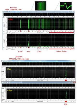 레이저 유발 C-신경활동과 TRPV1의 관련성
