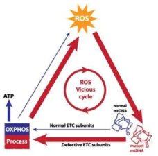 미토콘드리아 기능이상-ROS 생성-mtDNA 손상의 악순환 고리