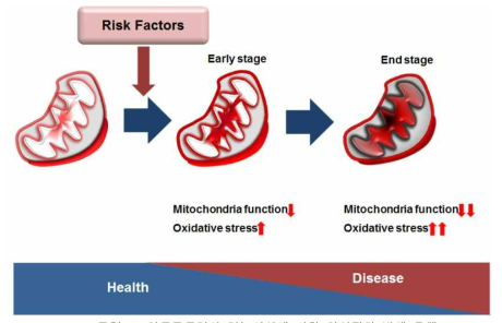 미토콘드리아 기능이상에 의한 만성질환 발생 모델