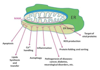 미토콘드리아-연관 소포체막의 주요 기능