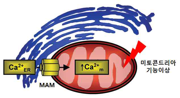 미토콘드리아-연관 소포체막을 통한 칼슘 이동과 미토콘드리아 기능이상