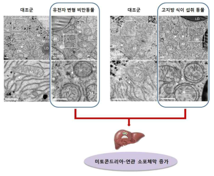 비만 동물모델에서 미토콘드리아-연관 소포체막의 증가