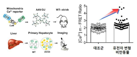 비만 동물모델에서 미토콘드리아 칼슘 증가