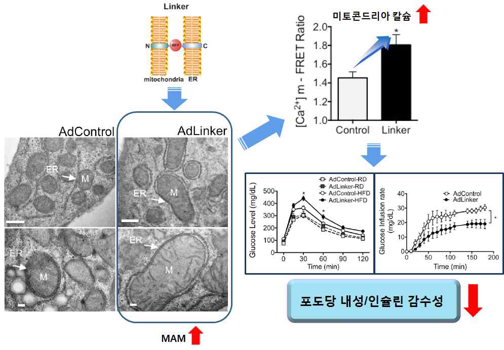 미토콘드리아-연관 소포체막의 증가에 의한 포도당 내성/인슐린 감수성 악화