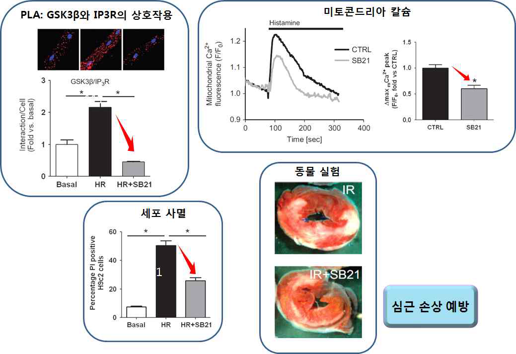 미토콘드리아-연관 소포체막 억제에 의한 심근 보호 효과