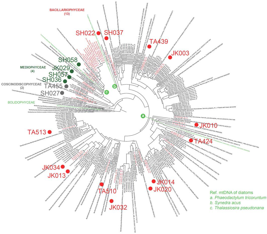 돌말류 rbcL 계통수. GenBank DB 등 기존에 알려진 돌말류 rbcL 자료 (검은색, 일부만 선택함)와 본 연구를 통해 확보한 배양주의 rbcL을 분석한 결과이다 (빨간색). 이 중 mtDNA 분석에 이용한 18개 배 양주 (Coscinodiscophyceae강 2종, Mediophyceae강 4종, 및 Bacillariophycae강 12종) 정보를 계통수위에 표 시하였다. 녹색 (a-c)은 연구계획당시 알려져 있던 돌말류 mtDNA를 나타낸다.