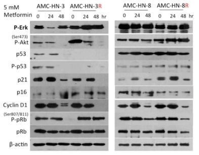 방사선저항성 세포주들에서 metformin에 의한 방사선저항성 기전 관련 단백질들의 변화 관찰