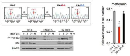 p53변이에 따른 방사선저항성 세포주에서 metformin에 대한 반응성