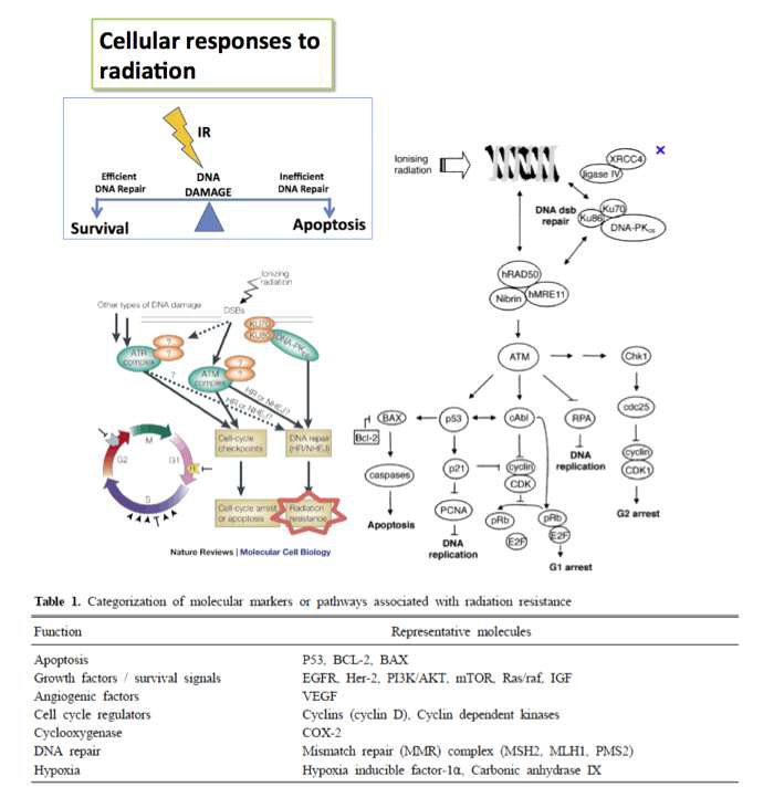 방사선 저항성 기전