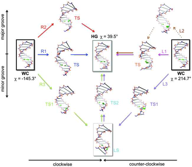 WC→HG 구조 전환 경로 및 DNA의 구조 변화