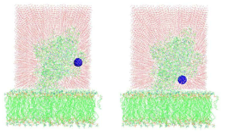 물분자를 추가한 세포막과 작용하는 단백질과 플러렌에 대한 시뮬레이션