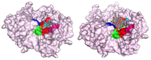 물SPD304(왼쪽)과 플러렌(오른쪽)와 작용하고 있는 TNF-이합체