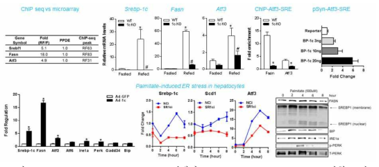 Palmitate-induced ER stress조건에서 SREBP-1c-dependent ATF3 발현 조절