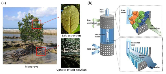 Seawater filtration mechanism of mangrove.