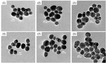 Transmission electron microscopy (TEM) images of AuNPs with various surface characteristics