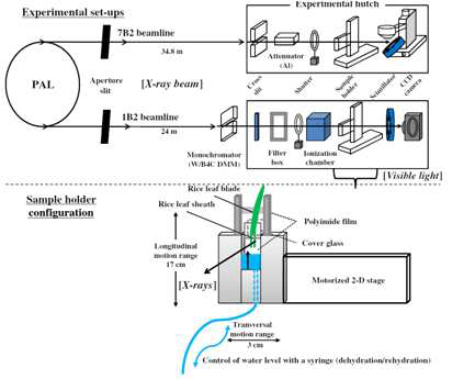Schematic diagram of the synchrotron X-ray micro-imaging system to visualize sap flows in the xylem vessels of monocot rice